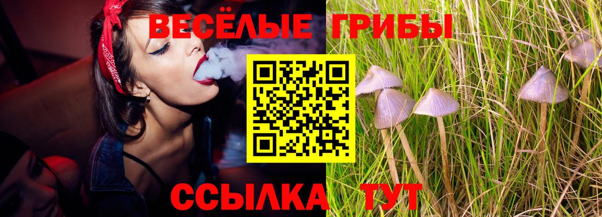 Галлюциногенные грибы Psilocybine cubensis Балтийск